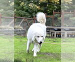 Small #5 Great Pyrenees