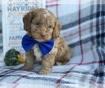 Small Photo #5 Cocker Spaniel-Poodle (Miniature) Mix Puppy For Sale in CEDAR LANE, PA, USA