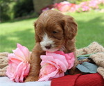 Small #7 Cavapoo