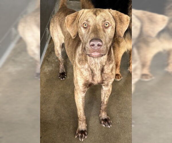 Medium Photo #2 American Pit Bull Terrier Puppy For Sale in San Bernardino, CA, USA