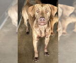 Small #1 American Pit Bull Terrier