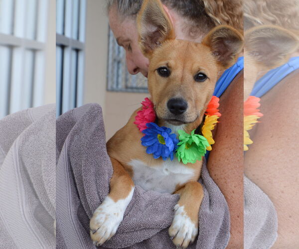 Medium Photo #2 Mutt Puppy For Sale in McKinney, TX, USA