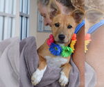Small #1 Mutt