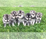 Small Photo #2 Alaskan Klee Kai Puppy For Sale in WINCHESTER, OH, USA
