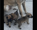 Small Photo #3 Belgian Malinois Puppy For Sale in JACKSONVILLE, FL, USA