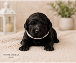 Puppy Puppy 4 black Goldendoodle