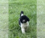 Puppy Big Sam Poodle (Standard)