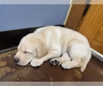 Small #8 Labrador Retriever