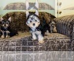 Small #1 Yorkshire Terrier