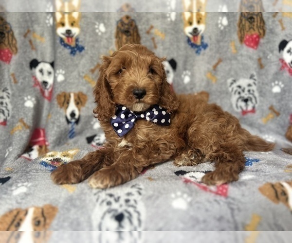 Medium Photo #2 Cock-A-Poo Puppy For Sale in LAKELAND, FL, USA