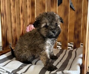 Poodle (Miniature) Puppy for sale in CURTISS, WI, USA