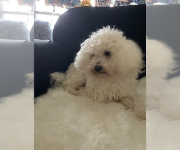 Medium Photo #1 Maltipoo Puppy For Sale in HIGH POINT, NC, USA