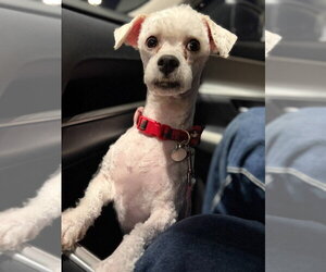 Teewinot - Male Maltese-Unknown Mix Dog for Adoption - Photo #2