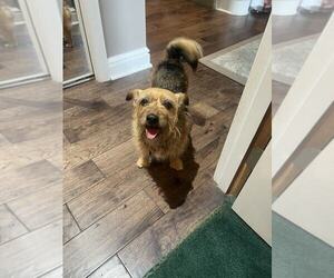 Cairn Terrier-Unknown Mix Dogs for adoption in Springdale, PA, USA