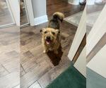 Small Cairn Terrier Mix