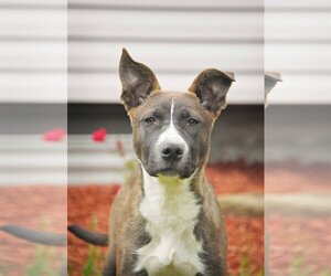 American Pit Bull Terrier-Unknown Mix Dogs for adoption in Sandy, UT, USA