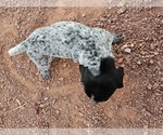 Small #2 German Shorthaired Pointer