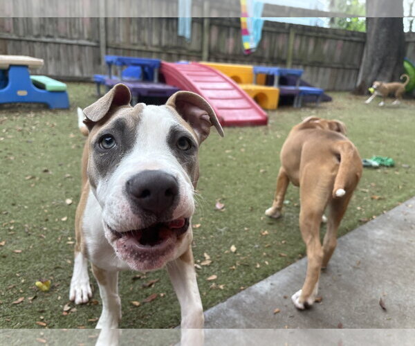Medium Photo #7 Staffordshire Bull Terrier-Unknown Mix Puppy For Sale in Orlando, FL, USA
