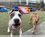 Small #6 Staffordshire Bull Terrier Mix