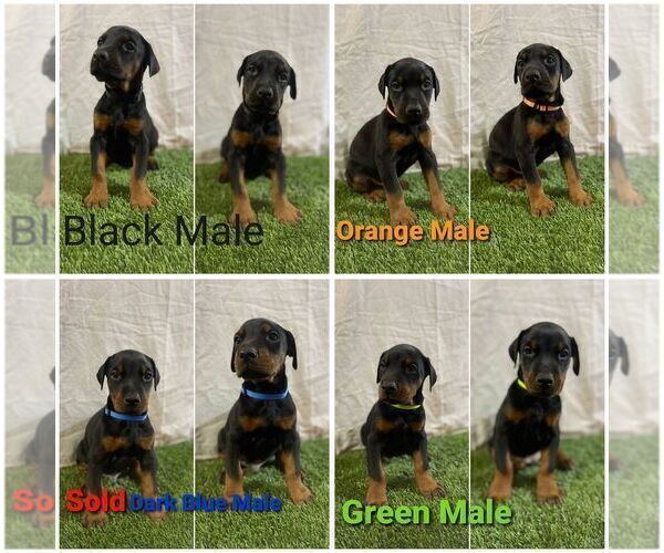 Medium Photo #5 Doberman Pinscher Puppy For Sale in MONTPELIER, VA, USA