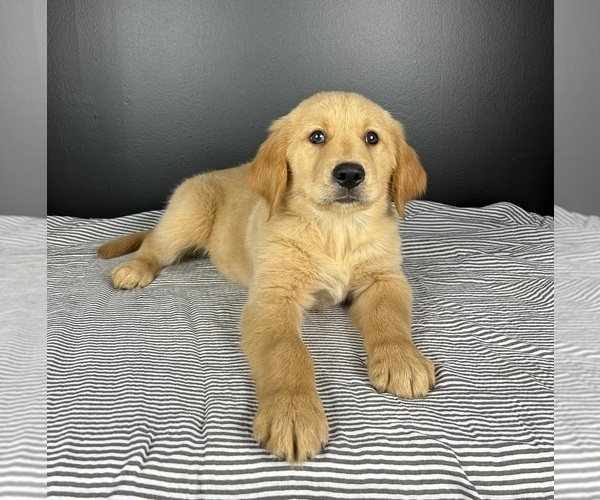 Medium Photo #4 Golden Retriever Puppy For Sale in INDIANAPOLIS, IN, USA