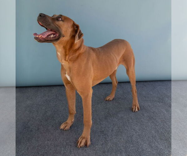 Medium Photo #2 Bullboxer Pit Puppy For Sale in Pasadena, CA, USA