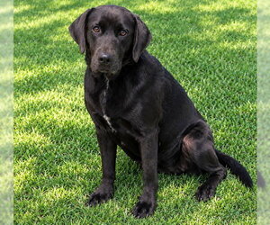 Mutt Dogs for adoption in Oklahoma City, OK, USA