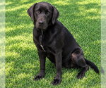 BOO - Female Mutt Dog for Adoption - Small photo