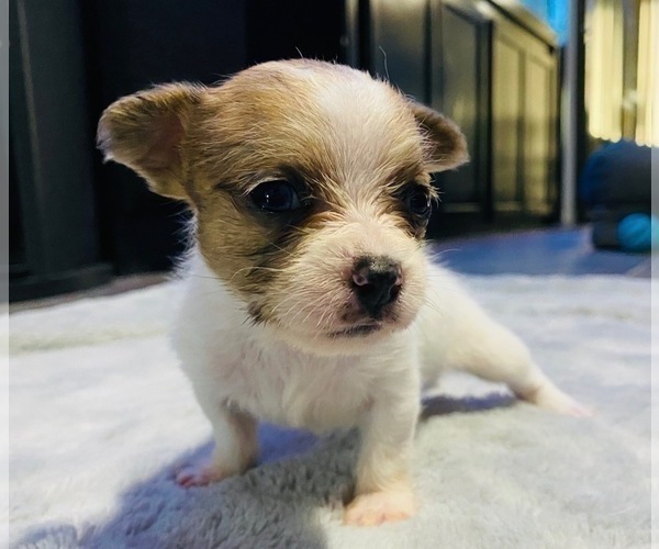 Medium Photo #3 Chorkie Puppy For Sale in GREEN ACRES, FL, USA