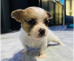 Small Photo #3 Chorkie Puppy For Sale in GREEN ACRES, FL, USA