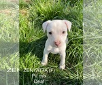 Small #2 Mutt