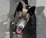 Small #3 Mutt