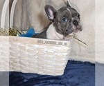 Small Photo #11 French Bulldog Puppy For Sale in ELM GROVE, WI, USA