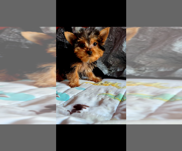 Medium Photo #3 Yorkshire Terrier Puppy For Sale in SAN DIEGO, CA, USA