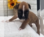 Small #6 Boxer
