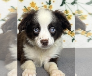 Miniature Australian Shepherd Puppy for sale in MARTINSVILLE, IN, USA