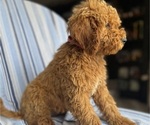 Small #4 Goldendoodle (Miniature)