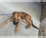 Small German Shepherd Dog Mix