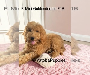 Double Doodle Puppy for sale in CENTER HILL, FL, USA