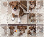 Small #1 Labrador Retriever Mix