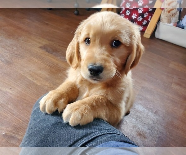 Medium Photo #9 Golden Retriever Puppy For Sale in PEYTON, CO, USA