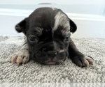 Small Photo #5 French Bulldog-Miniature French Bull Terrier Mix Puppy For Sale in WEST SPRINGFIELD, MA, USA