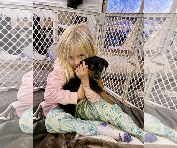 Medium Photo #16 Mutt Puppy For Sale in Holly Springs, NC, USA