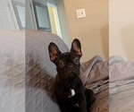 Small French Bulldog
