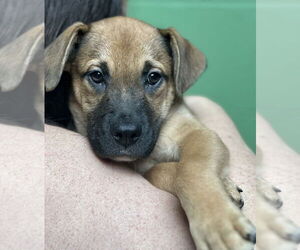 Mutt Dogs for adoption in Elmsford, NY, USA