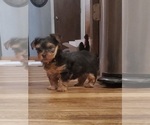 Small #7 Yorkshire Terrier