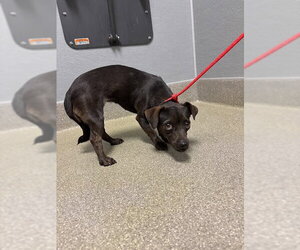 Chihuahua-Unknown Mix Dogs for adoption in Las Vegas, NV, USA