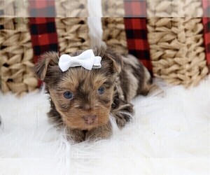 Yorkshire Terrier Puppy for sale in TAMPA, FL, USA