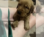 Small #2 Golden Retriever