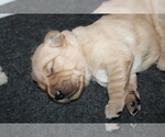 Small Photo #8 Golden Retriever Puppy For Sale in SENECA, SC, USA